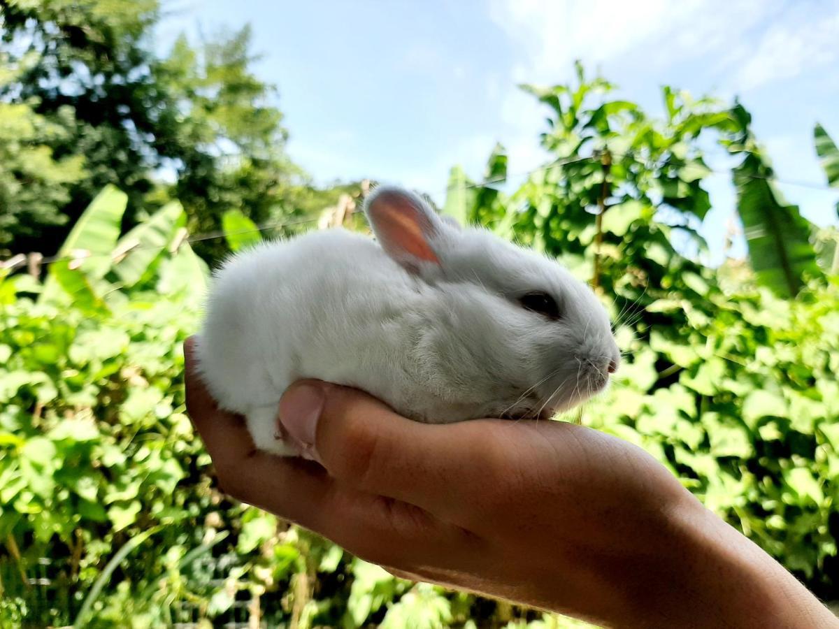 Fazendinha Paraiso 卢米亚 外观 照片