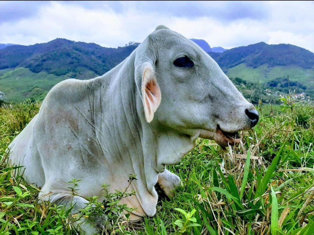 Fazendinha Paraiso 卢米亚 外观 照片